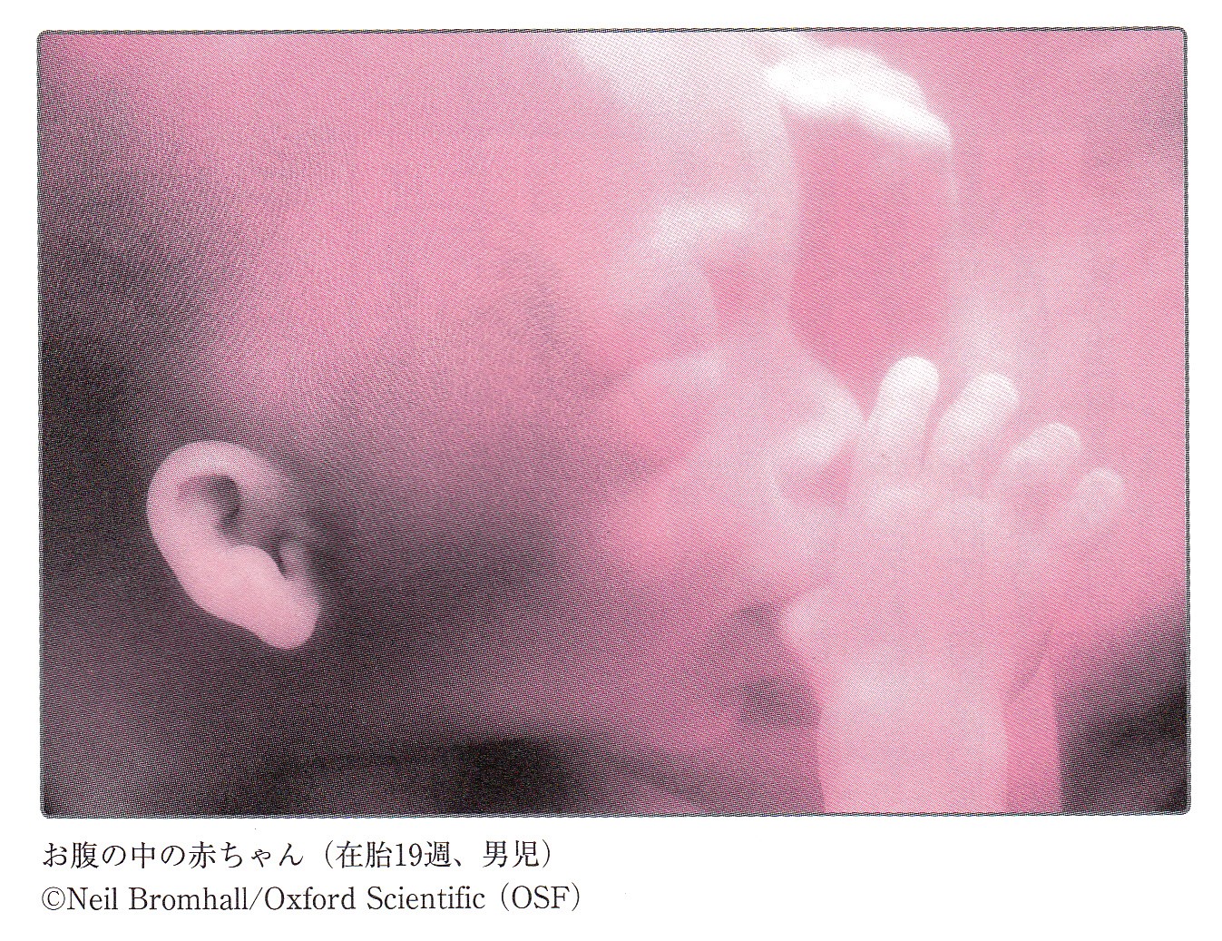 お腹の中の 赤ちゃんの様子 茗荷谷 小石川の歯医者 文京歯科